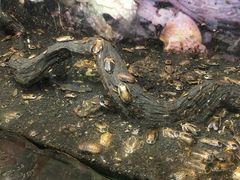 -上海大自然野生昆虫馆(东方明珠·爬宠昆虫探索中心)