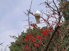 -秀丽东方