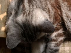 -海边的猫和咖啡馆