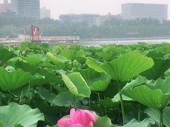 -莲花池公园