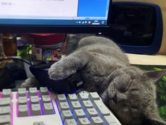 -lincat·猫舍(广州店)