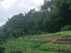 -天强农家菜馆