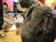 -猫色咖啡·猫咖