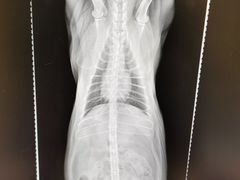 -萌兽医馆·犬猫专科·眼科中心·宠物医院(朝阳门分院)