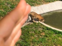 -横道河子东北虎林园