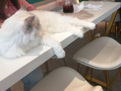 -飞行喵MR PILOT|猫舍·猫咖(静安大融城店)