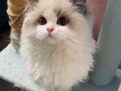 -猫十亿·布偶金渐层·曼基康矮脚猫舍(青年路店)