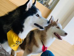 -Husky Go! 哈士奇体验馆·宠物咖啡厅狗咖