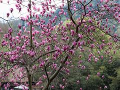 -杭州植物园