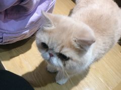 -滚猫咖啡·猫咖·猫友好撸猫(未来城店)
