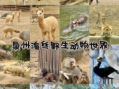 -泉州海丝野生动物世界