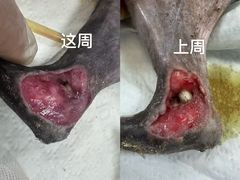 -福州肆爪动物医院