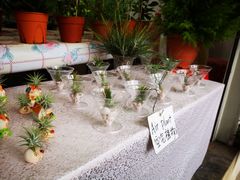 -金马仑薰衣草花园(Cameron Lavender)