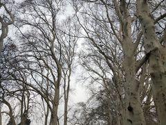 -武汉大学-樱园