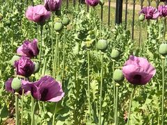 -国家植物园南园