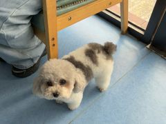 -博特宠物医院24h犬猫全科.骨科·异宠