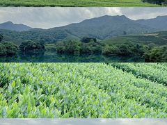-龙坞茶村