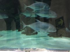 -苏州海洋馆