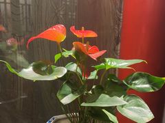 -羲和雅苑•北京烤鸭(平安国际金融中心店)