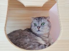 -猫咪派对(江南西店)