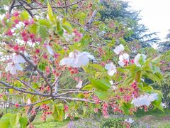 -上海共青森林公园