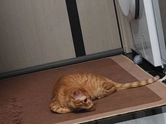 -御宝贝24h宠物医院·转诊中心·CT核磁血透中心(厦门总院)