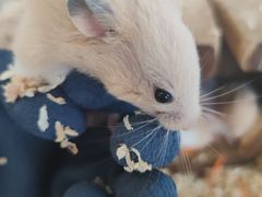 -怪兽屋·羊驼·猫咖·狗咖(俊华广场店)