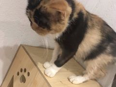 -猫色咖啡·猫咖