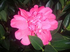 -深圳国际园林花卉博览园