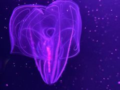 -欢乐海岸海洋奇梦馆