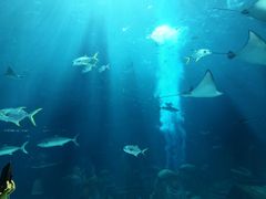 -亚特兰蒂斯•OSSIANO奥西亚诺海底餐厅