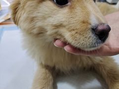 -pd派德宠物中心医院24H急重症·眼科中心·血液透析中心(嵩山北路店)