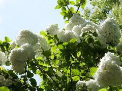 -桃花岛景观公园