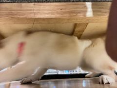 -南京Hallo宠物乐园·哈罗犬舍·柴犬繁育基地