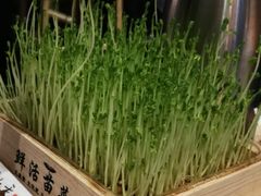 养生有机豆苗-蜀九香.正宗成都火锅(安吉店)