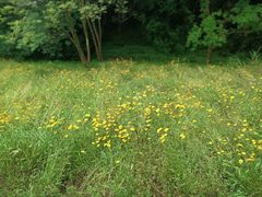 -西湖风景区-江洋畈生态公园