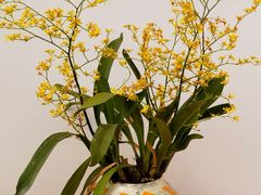 -上海鲜花港