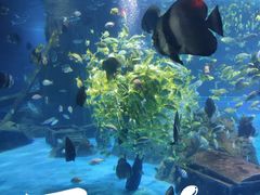 -锦艺城海洋馆