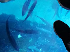 -迪拜水族馆及水下动物园
