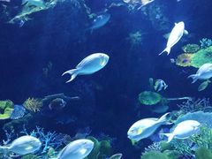 -暹罗海洋世界