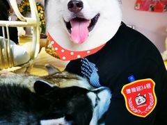 -Husky Go! 哈士奇体验馆·宠物咖啡厅狗咖
