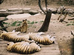 -大连森林动物园