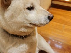 -猫小院猫主题餐厅(南锣旗舰店)