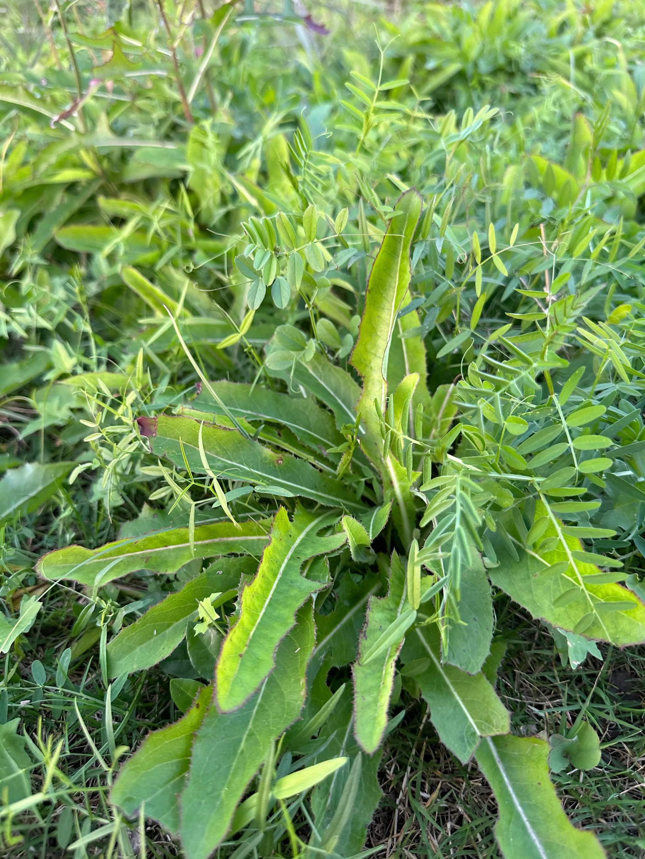 大家知道这野菜能吃不?