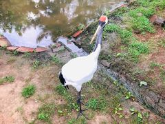 -西霞口神雕山野生动物世界