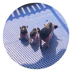 -萌宠亲子动物乐园(槐房万达店)