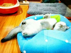 -龟与熊猫宠物公园(南坪店)