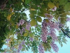 -爱菊艺术学校