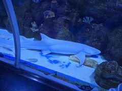 -顺德南宏海立方海洋公园