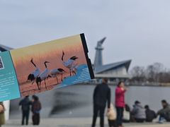 -盐城丹顶鹤湿地生态旅游区